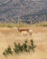 Antelope Gazelle natural wildlife roams free in mountains and plains