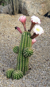 Sahuaro Cactus blooms in spring time in Arizona Sonoran Desert