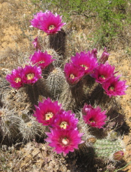 Scottsdale, Arizona - Exclusive Premier Holistic Alternative and Complementary Integrative Medical Practice