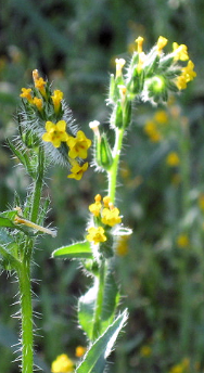 Spring wildflowers